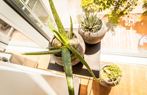 Dekotipps Herbst - Fenster mit stilvollen Grünpflanzen in modernen Töpfen für eine gemütliche Wohnatmosphäre.
