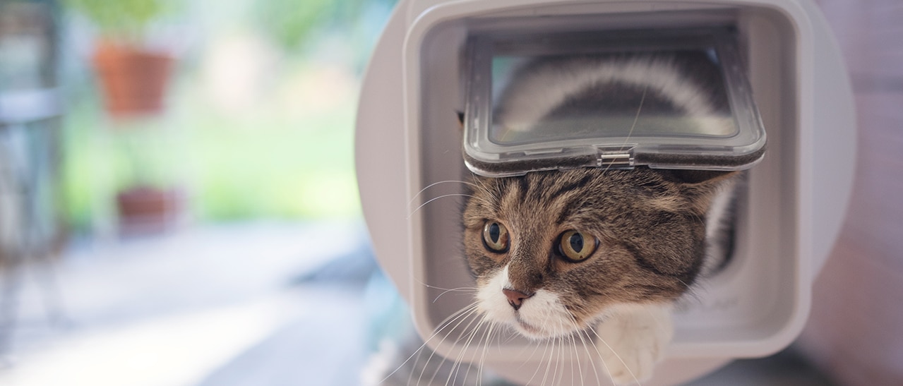 Katze schlüpft durch Katzenklappe in Balkontür, genießt Freiheit bei sicherem Zuhause.
