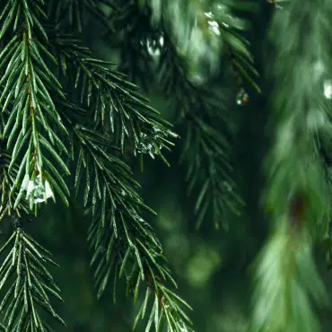 Fenster in RAL 6009 Tannengrün inspiriert von der Natur mit sattem Grünton ähnlich frischen Tannennadeln im Wald