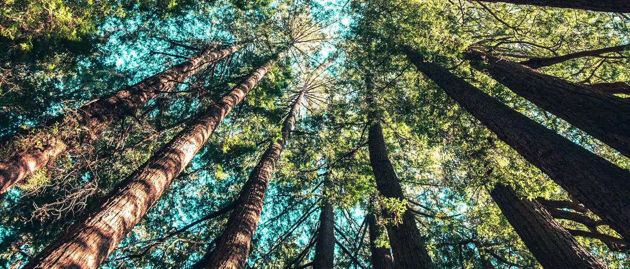 Nachhaltiger Wald für Holzfenster, mit gesicherter Wiederaufforstung.