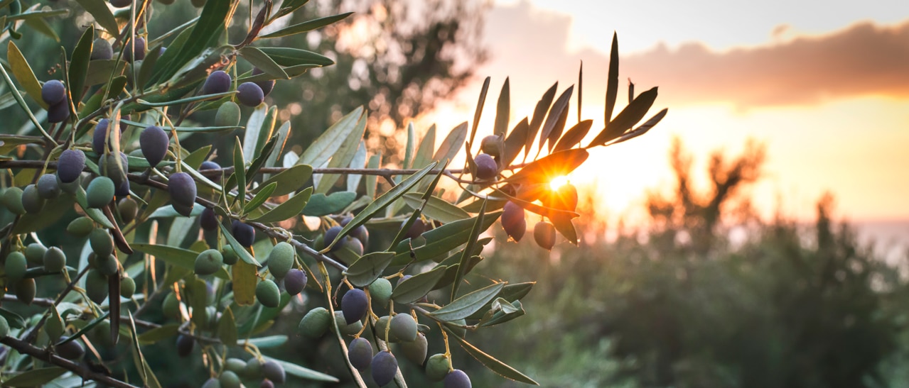 Mediterrane Pflanzen im Sommergarten oder tropische Gewächse im Wohnwintergarten wählen.