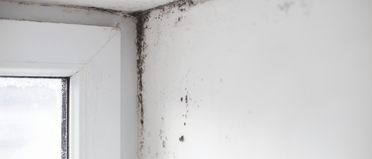Schimmelbefall an Fensterlaibung, wichtige Instandsetzung nötig.