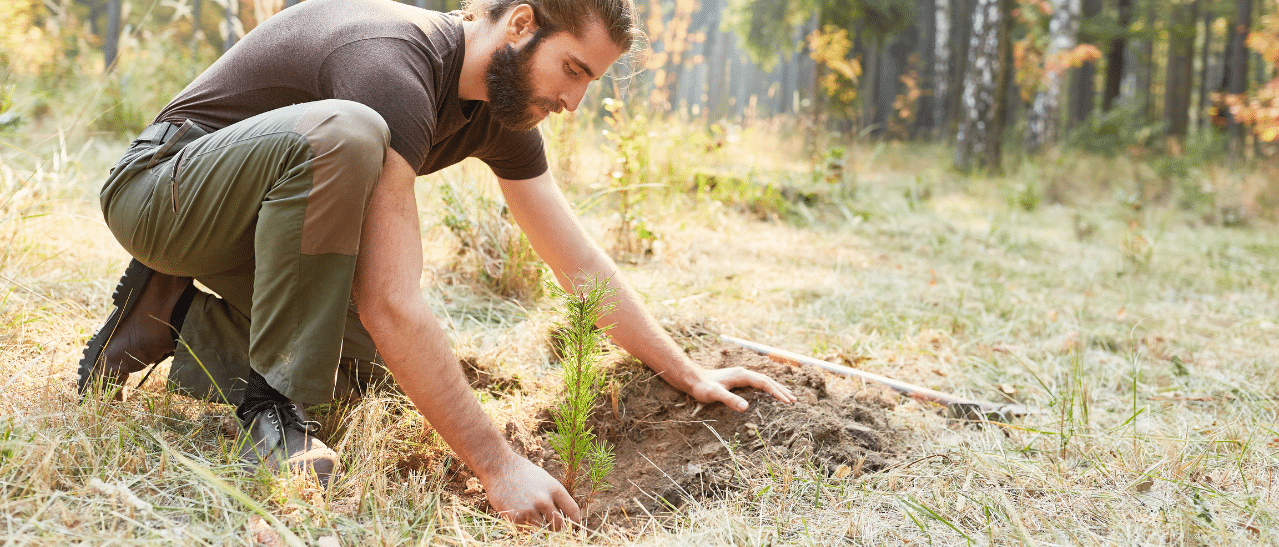 Fenster-Schmidinger unterstützt Organisationen die Bäume pflanzen