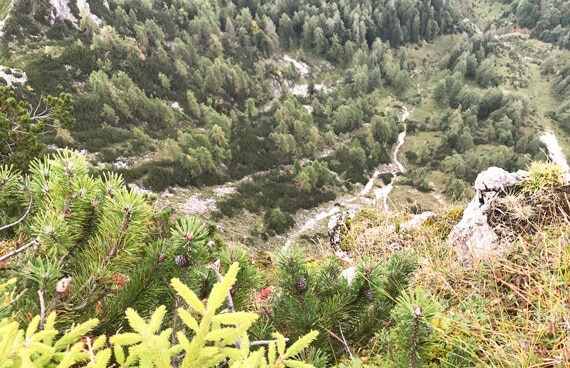 Der Feuerkogel-Ausflug von Fenster-Schmidinger führt durch malerische Wälder und steile Hänge. Das Bild zeigt den Blick vom Berghang hinab ins Tal – Natur, Bewegung und Ruhe in perfekter Harmonie.