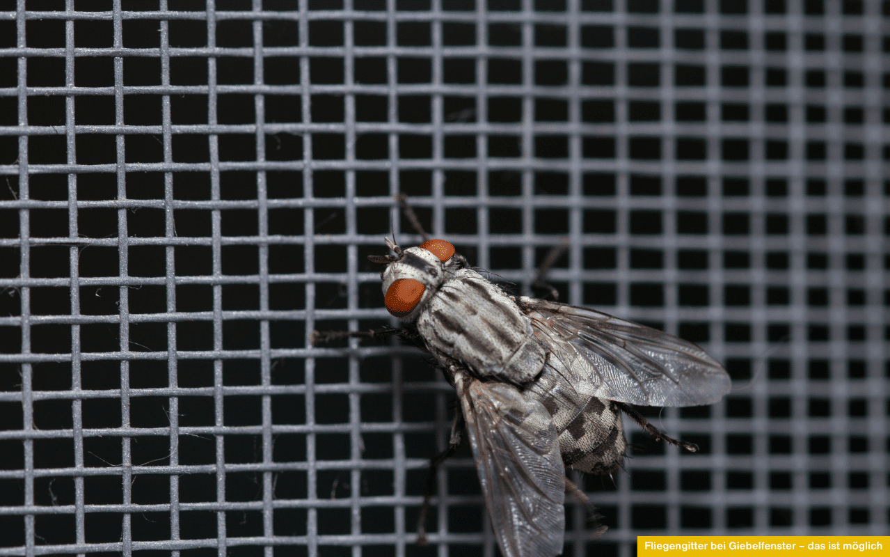 Fliegengitter bei Giebelfenster - das ist möglich Fliege sitzt auf einem engmaschigen Insektenschutzgitter in Nahaufnahme