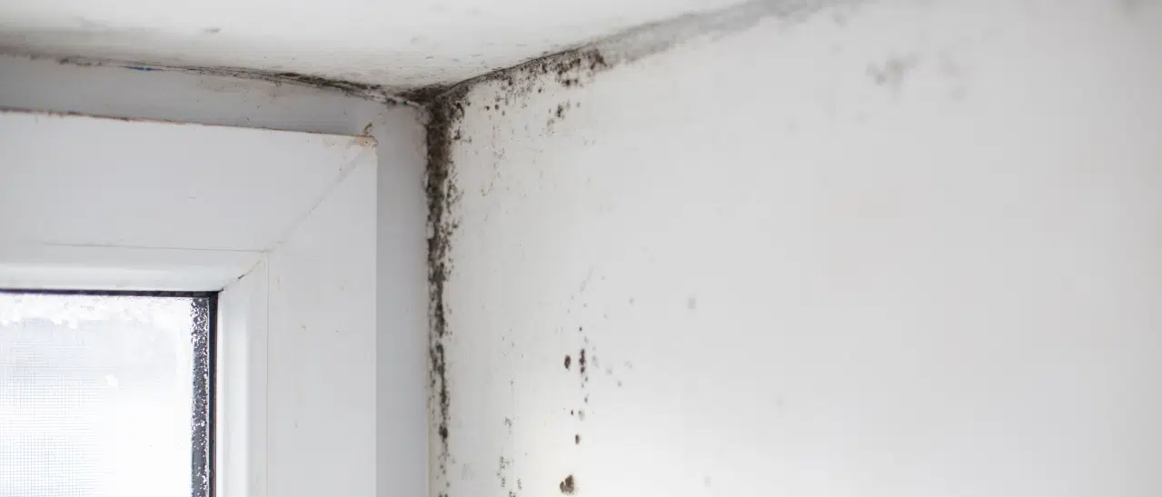 Ein Beispiel für die Folgen einer nicht sachgemäßen Fenstermontage ist die Schimmelbildung an den Kunststofffenstern und Wänden.