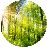 Sonnendurchfluteter Wald, Schmidinger ist seit 2022 Klimabündnis-Betrieb