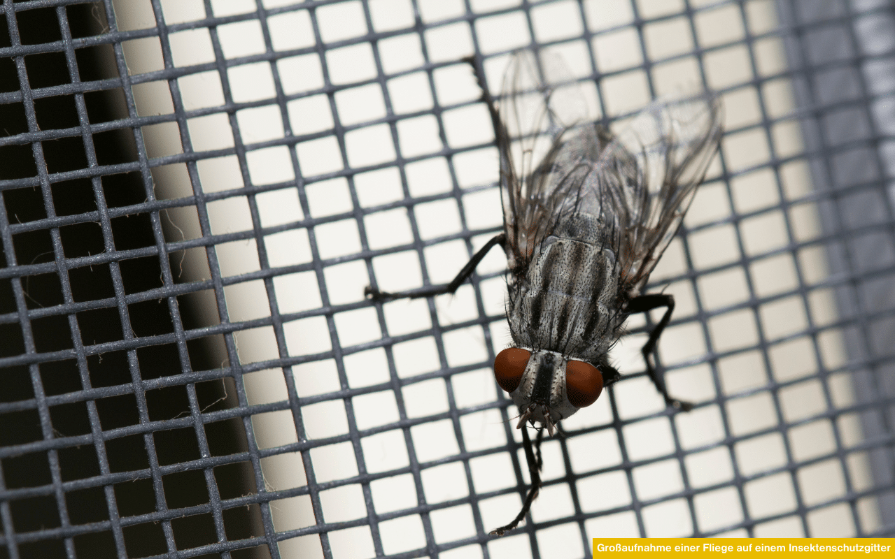Großaufnahme einer Fliege auf einem Insektenschutzgitter - zeigt die Wirksamkeit und Schutzfunktion von Insektenschutz-Plissees gegen ungebetene Gäste im Haus.