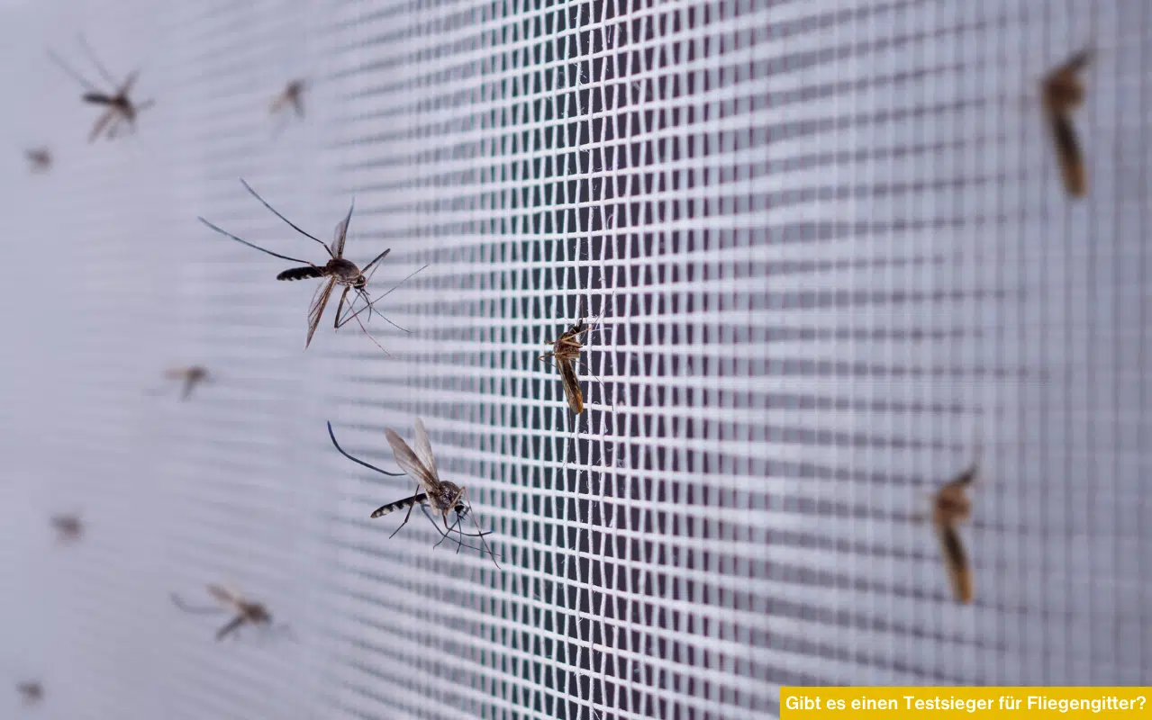 Insekten auf engmaschigem Fliegengitter. Gibt es einen Testsieger für Fliegengitter? Qualität im Schauraum prüfen.