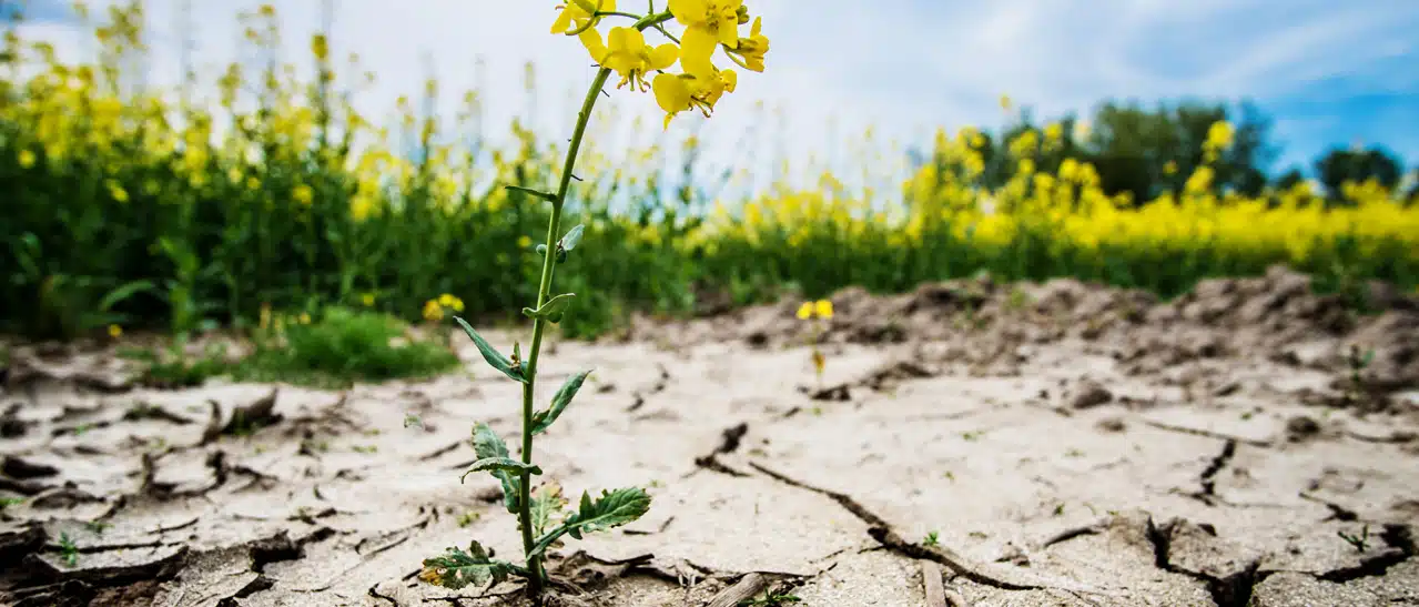 Kampf gegen den Klimawandel