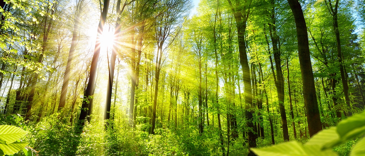 Fenster-Schmidinger aus Oberösterreich ist Klimabündnis-Betrieb und setzt mit nachhaltigem Handeln ein starkes Zeichen für Umwelt- und Klimaschutz in der Fensterbranche.