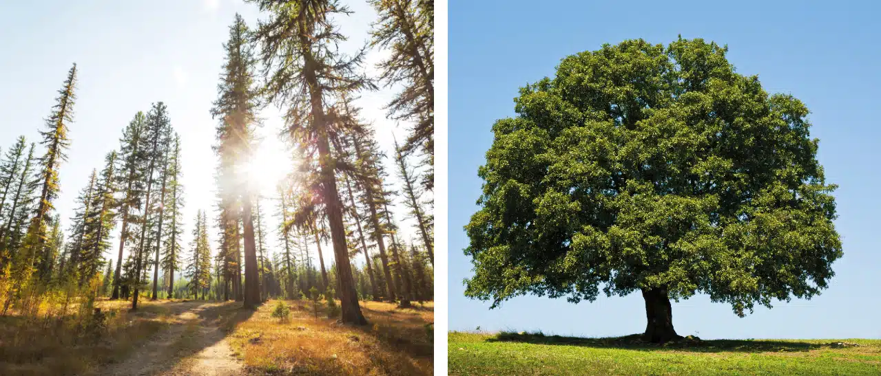 Lärche oder Eiche bei den Holzfenstern nehmen