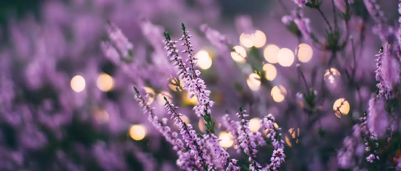Lavendel