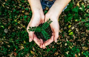 Frau hält behutsam eine Pflanze, symbolisiert den nachhaltigen Umgang mit Umweltressourcen. Nachhaltigkeitsbericht Fenster-Schmidinger.