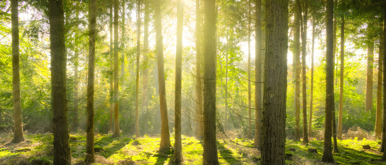 Bäume absorbieren CO₂ für Klimaschutz, spenden Schatten und fördern kühleres Mikroklima und Wohlbefinden.