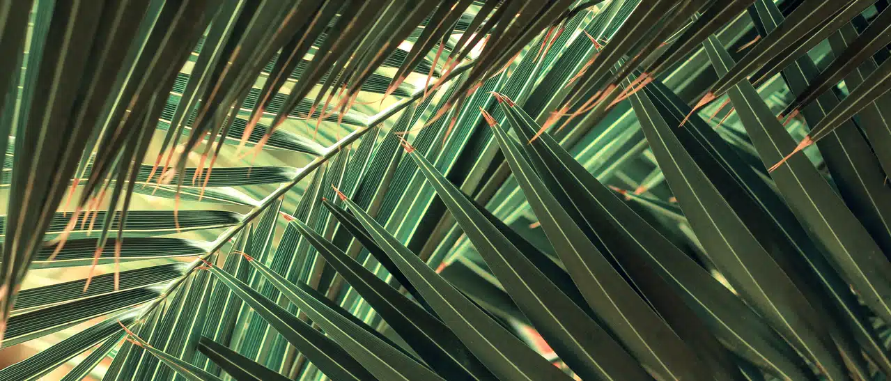Palmfarn Wintergarten - Pflanzen