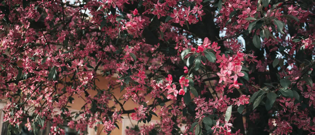 Pflanzen Oleander