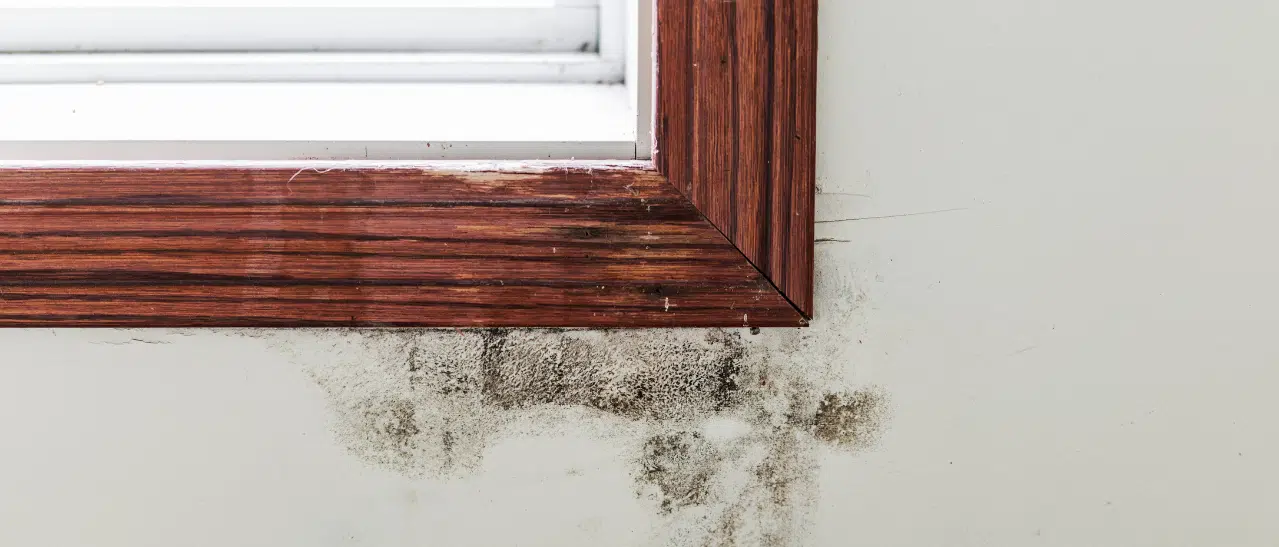 Schimmel bei Holzfenster entfernen