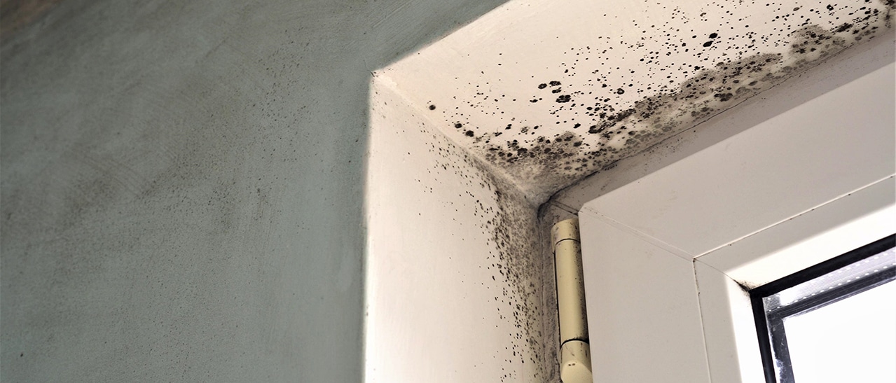 Fensterwechsel bei Schimmel: Bedeutung für Lebensdauer & Dämmung.