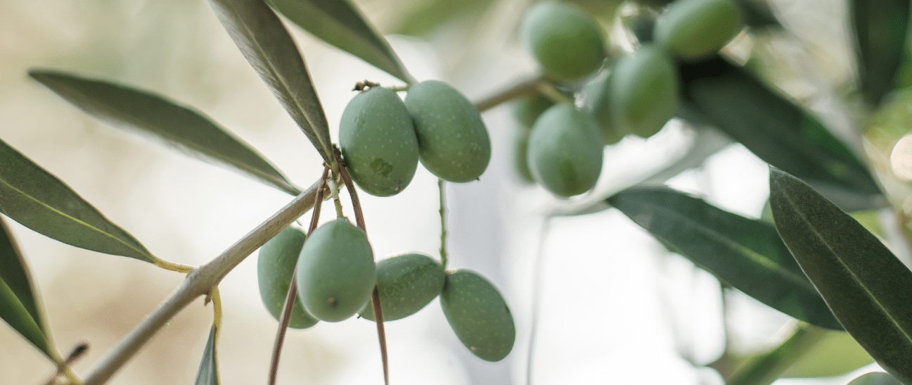 Sommergarten Pflanze Olivenbäume