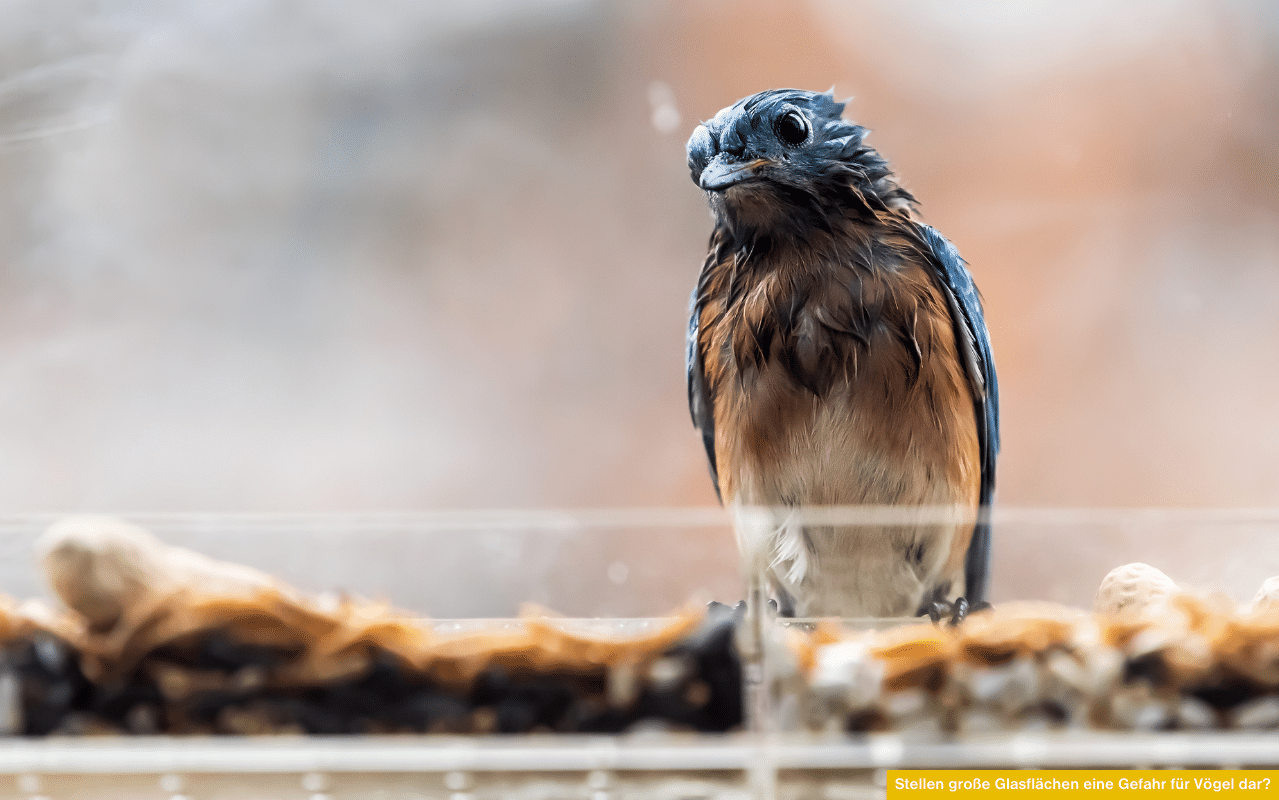 Stellen große Glasflächen eine Gefahr für Vögel dar? Vogel sitzt nah an einer Glasfläche und wirkt desorientiert oder vorsichtig.