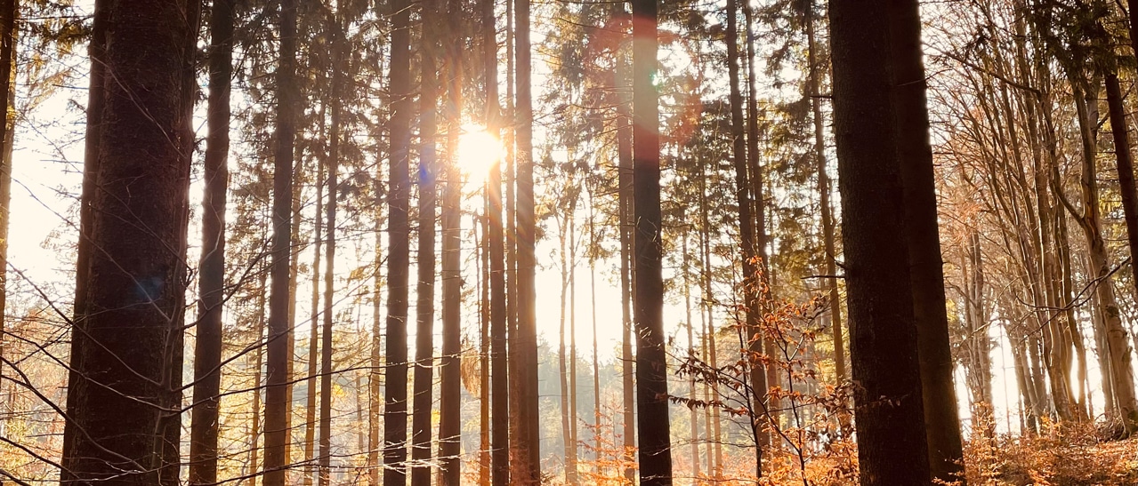 Weihnachten Fenster Schmidinger Betriebsurlaub zeigt winterlichen Waldspaziergang mit Sonnenstrahlen und besinnlicher Atmosphäre.