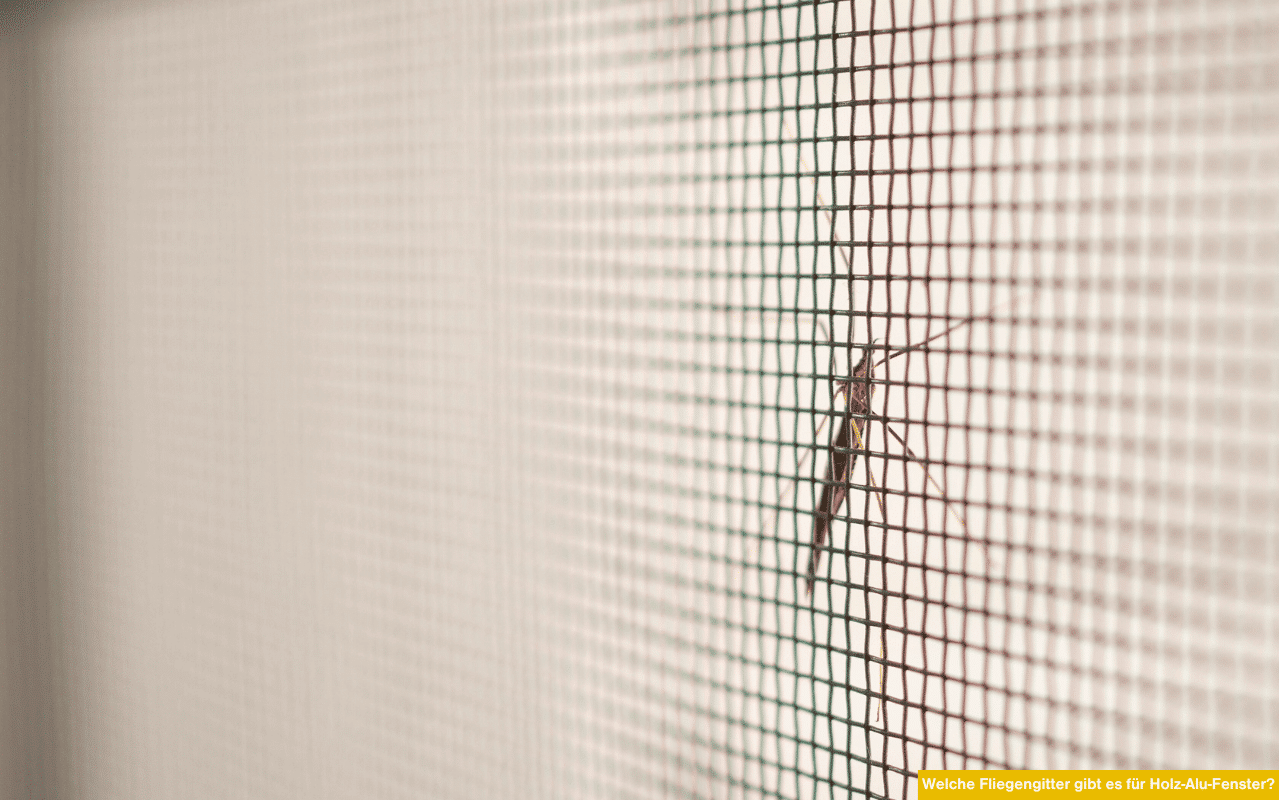Welche Fliegengitter gibt es für Holz-Alu-Fenster? Nahaufnahme von Insektenschutzgitter mit Mücke am Netz.