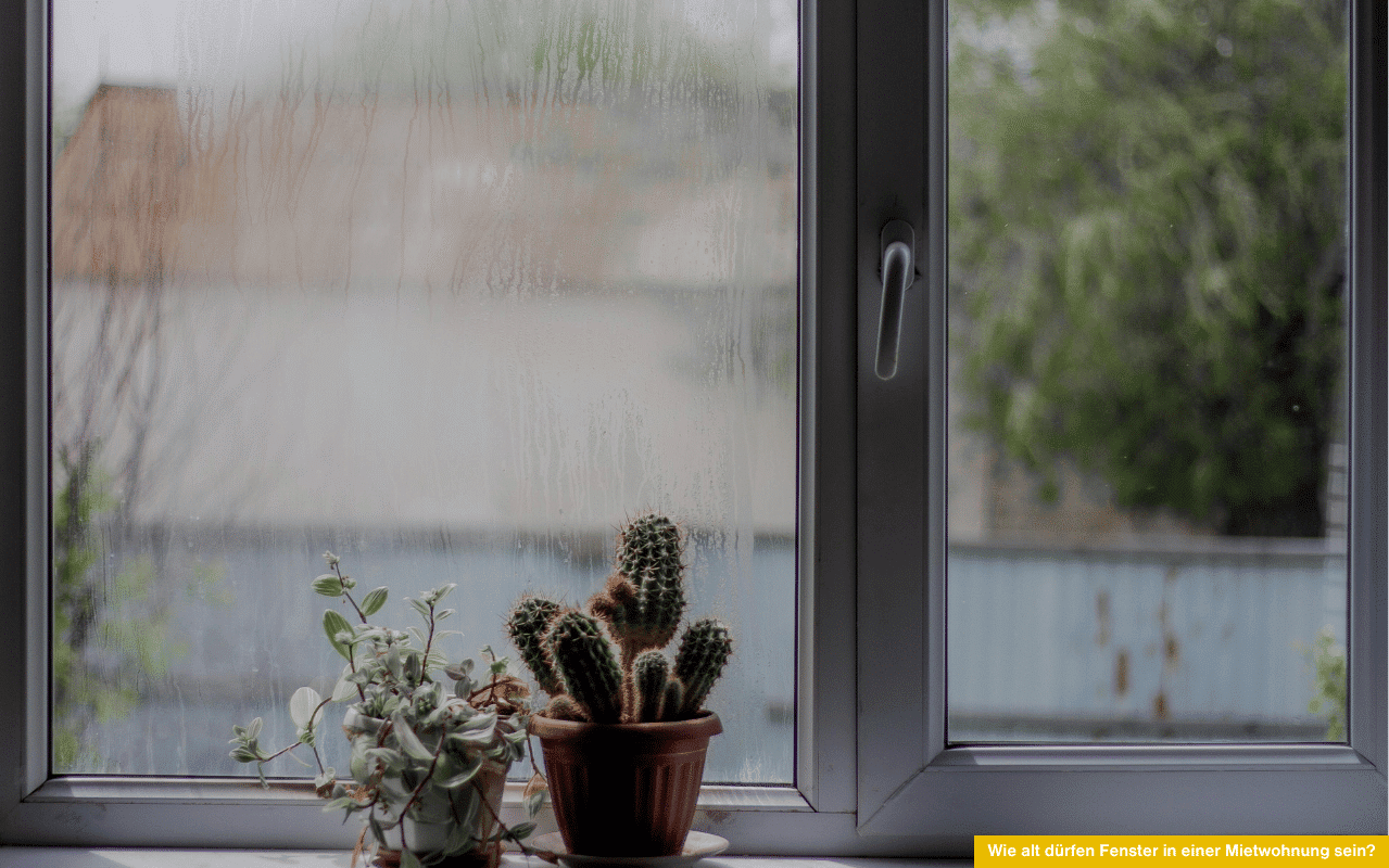 Wie alt dürfen Fenster in einer Mietwohnung sein? Beschlagene Scheibe mit Pflanzen am Fenster zeigt altersbedingte Schwächen bei Isolierung.