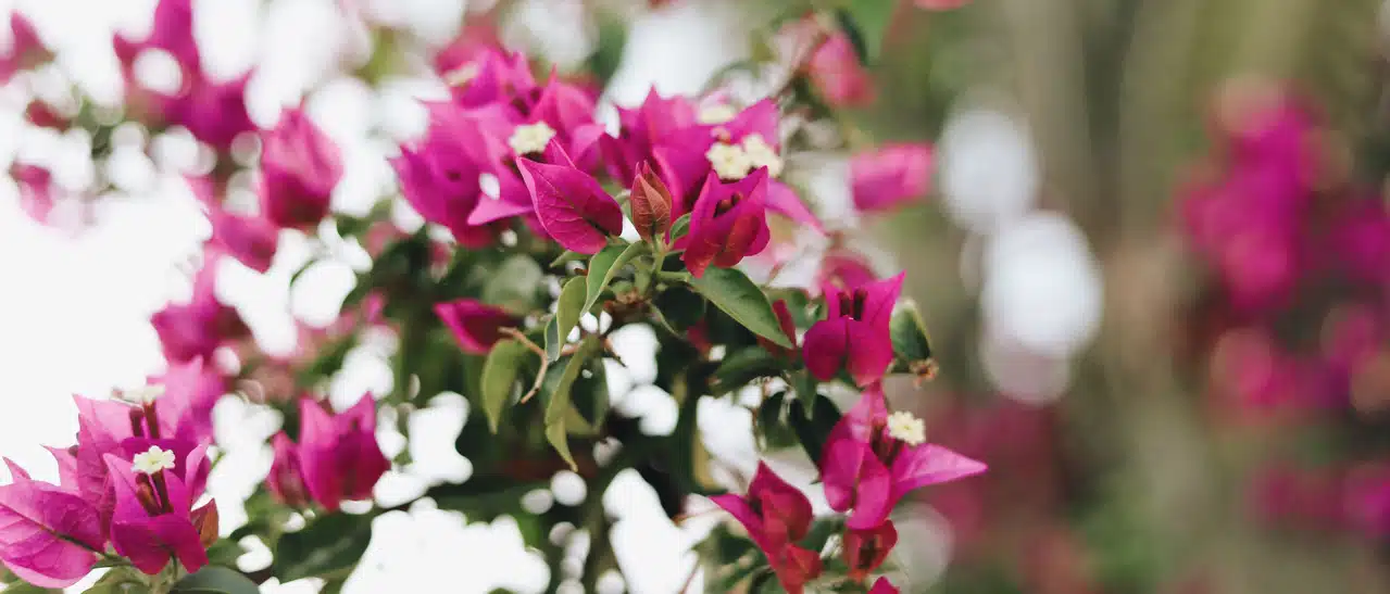 Wintergarten Pflanzen Bougainvillea