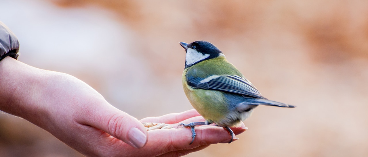 Wintergarten und Sommergarten so schützen Sie Vögel vor Kollisionen – Kohlmeise frisst sicher aus Hand.