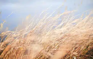 Eine Wiese mit trockenen Gräsern, die sich im Wind biegen – ein visuelles Sinnbild für kalte Zugluft durch schlecht abgedichtete Fenster.