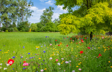 Zwickeltag 15.05.2026 – bunte Blumenwiese mit Mohn Kornblumen und Margeriten unter sonnigem Frühsommerhimmel
