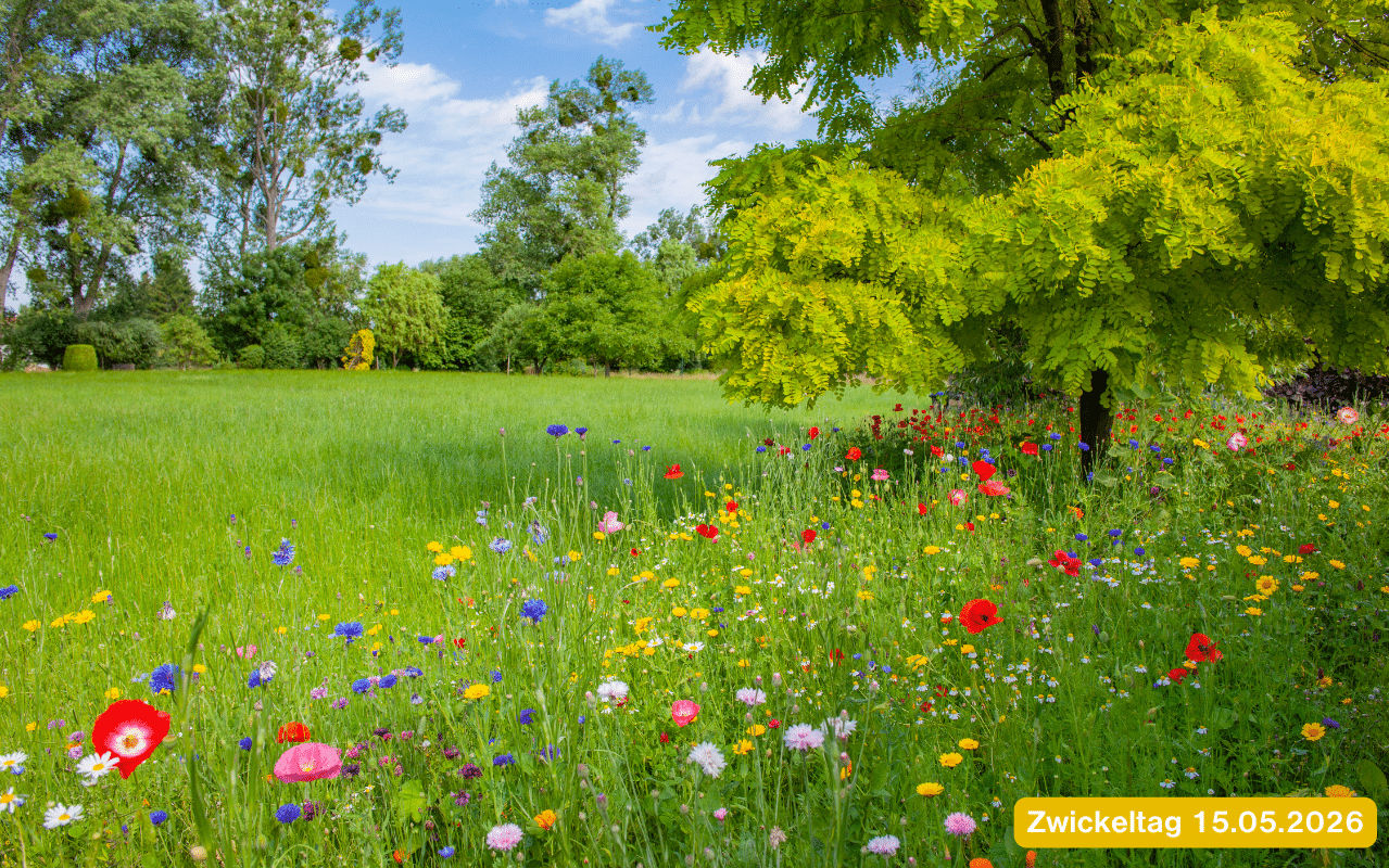 Zwickeltag 15.05.2026 – sommerliche Wildblumenwiese mit blühenden Mohnblumen und blauem Himmel als Feiertagsstimmung