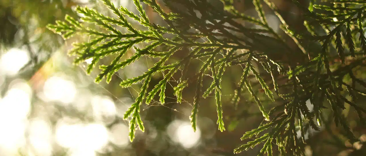 Zypressen im Wintergarten